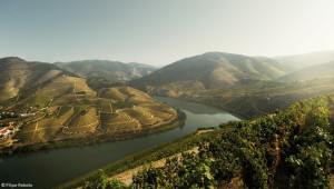 The Magic of Vineyard Harvest