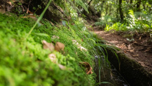 Madeira - Levada do Moínho